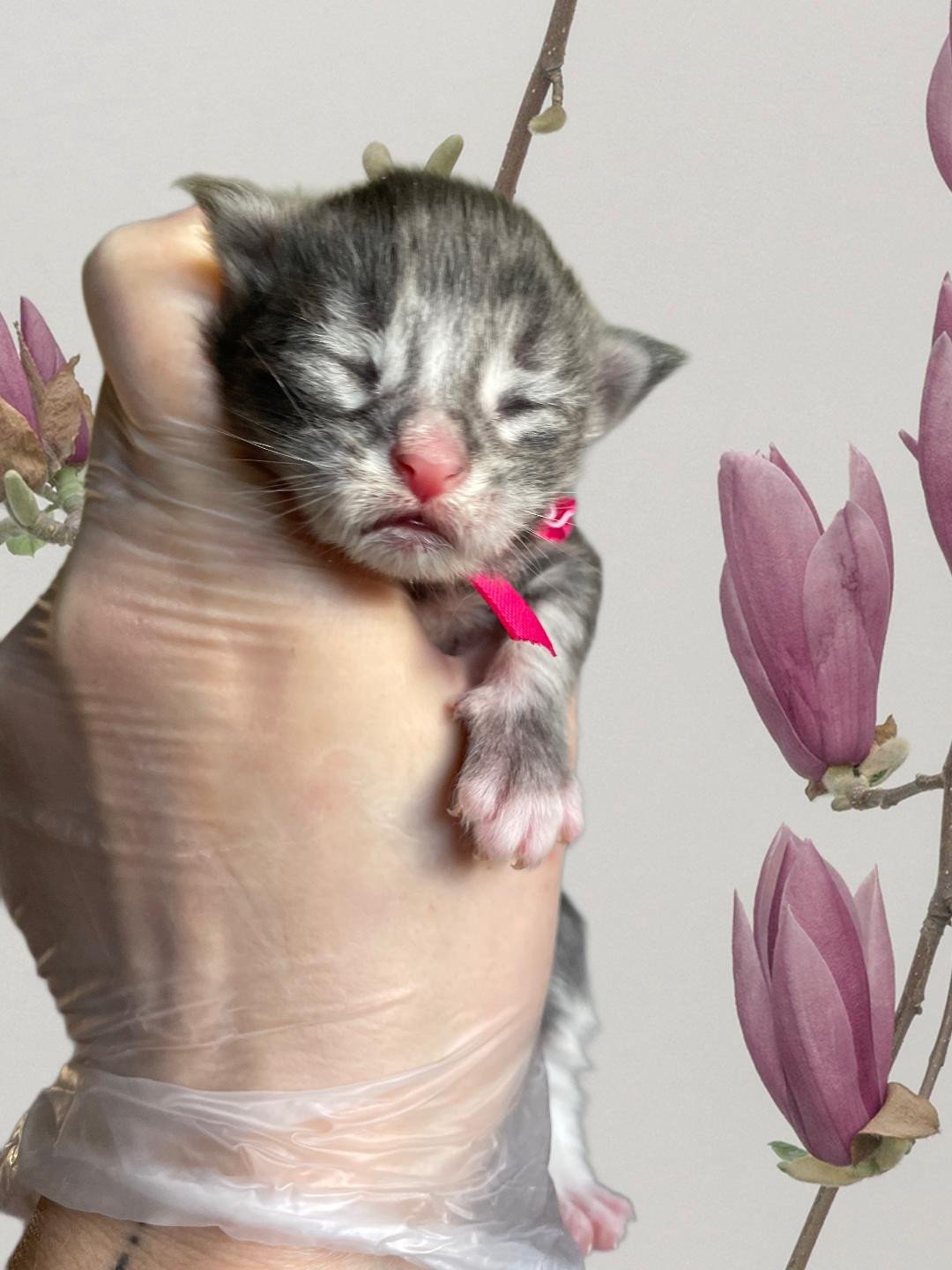 chaton Maine coon black silver blotched tabby & blanc Chatterie des baemos coons