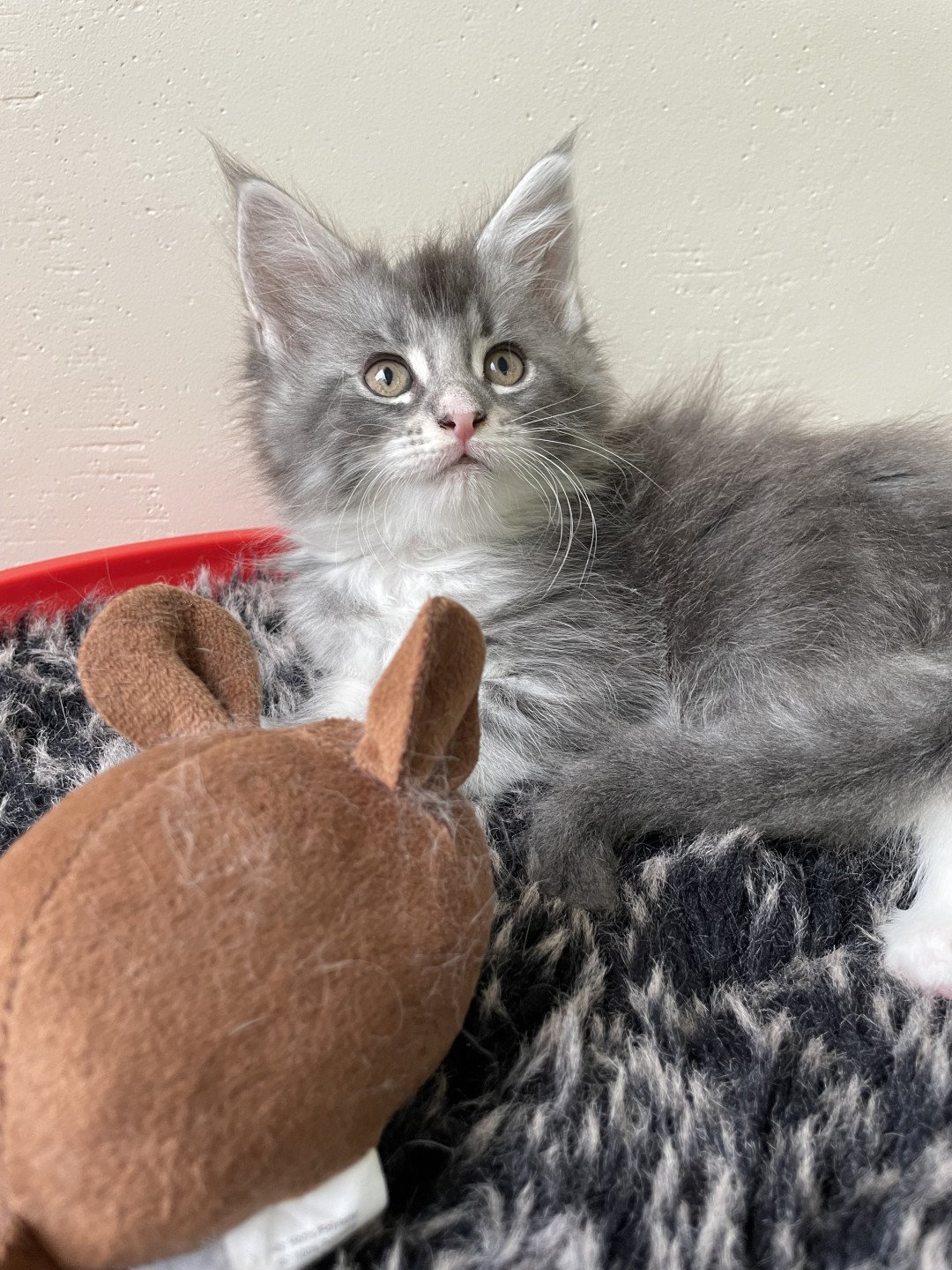 chaton Maine coon blue silver tabby & blanc Velours des baemos coons Chatterie des baemos coons
