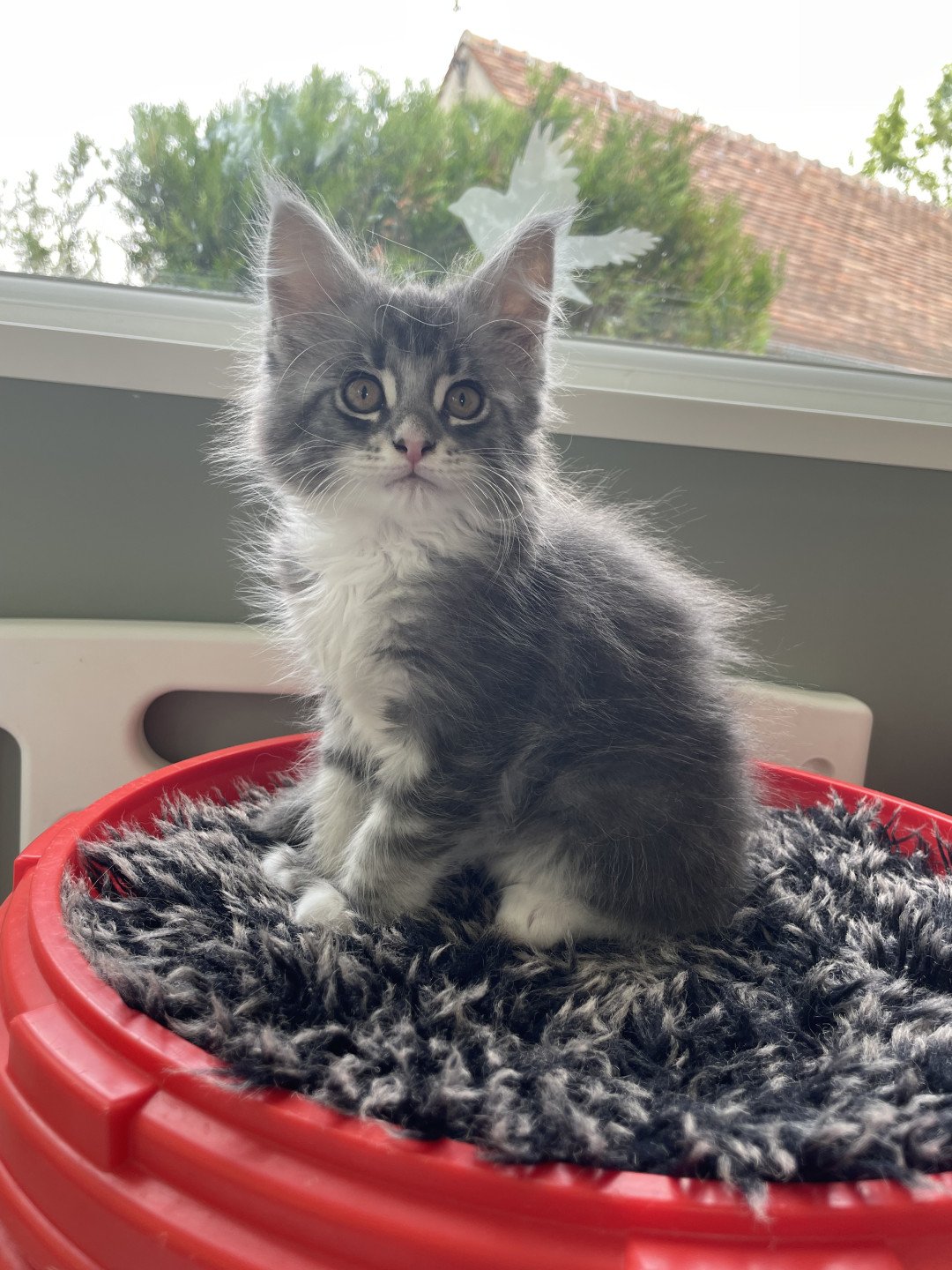 chaton Maine coon blue silver tabby & blanc Velours des baemos coons Chatterie des baemos coons