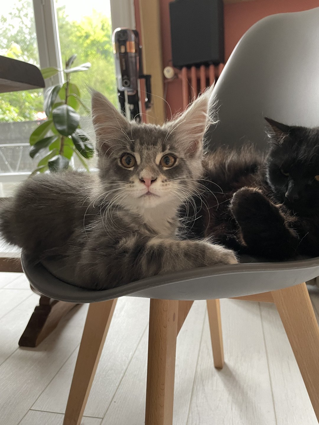 chaton Maine coon blue silver tabby & blanc Velours des baemos coons Chatterie des baemos coons