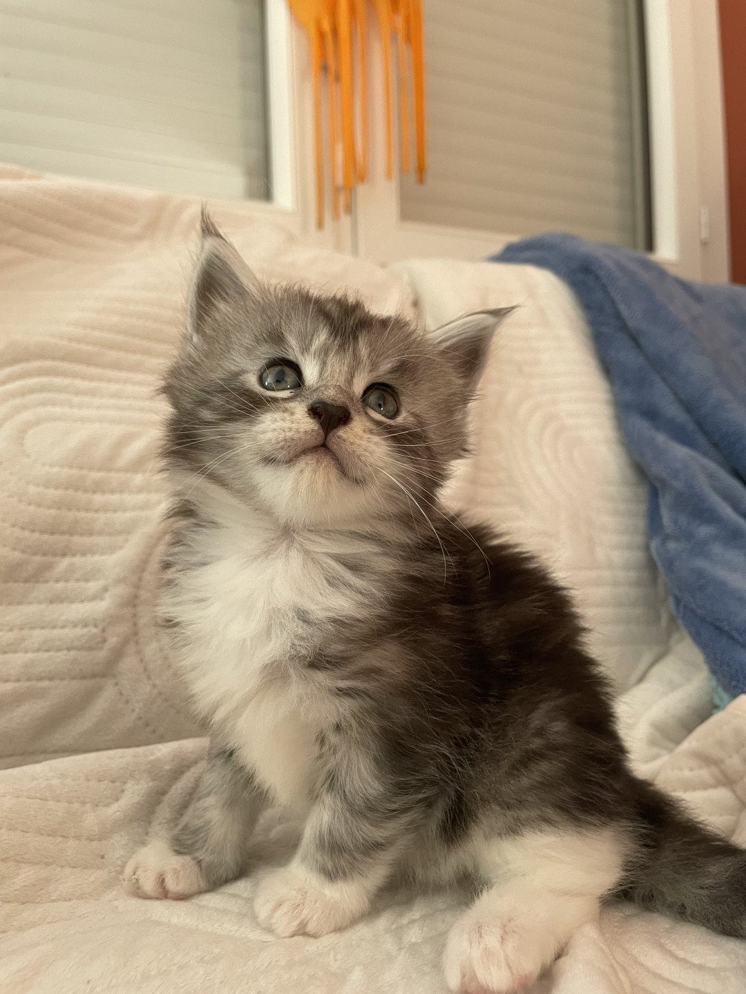 chaton Maine coon black silver blotched tabby & blanc Willow Chatterie des baemos coons
