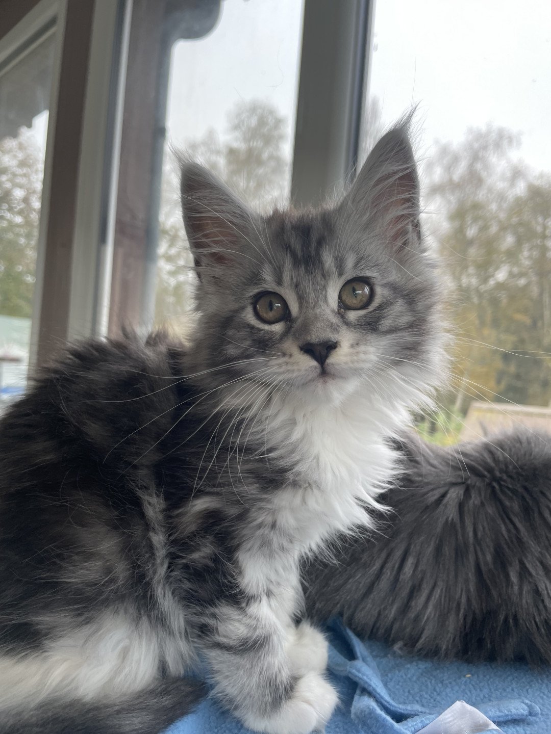 chaton Maine coon black silver blotched tabby & blanc Willow Chatterie des baemos coons