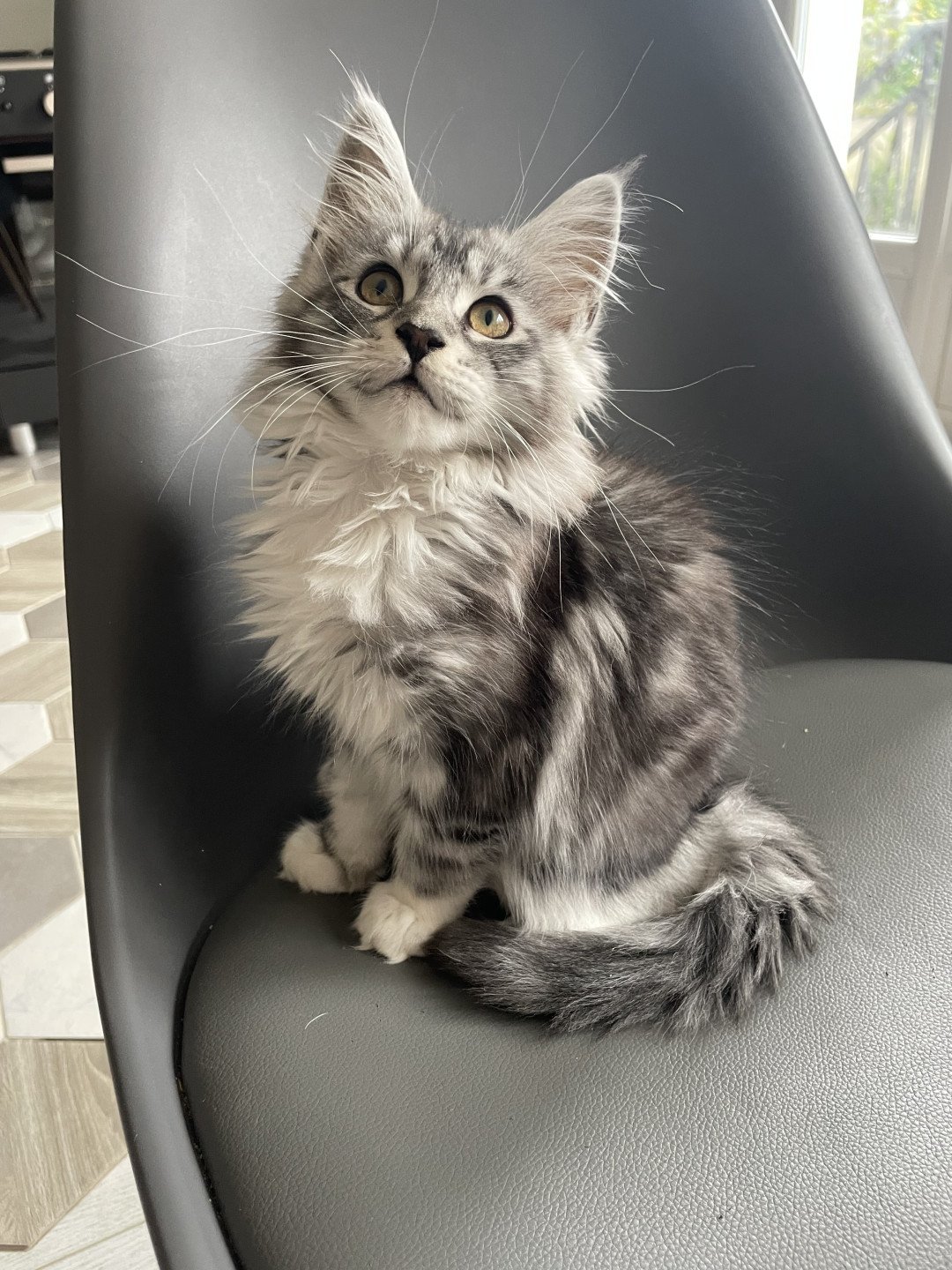 chaton Maine coon black silver blotched tabby & blanc Willow Chatterie des baemos coons