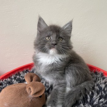 chaton Maine coon blue smoke & blanc Winnie des baemos coons Chatterie des baemos coons