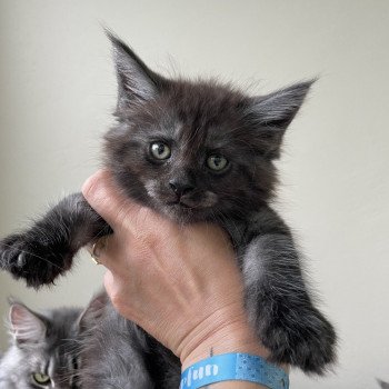 chaton Maine coon black smoke Velvet des baemos coons Chatterie des baemos coons