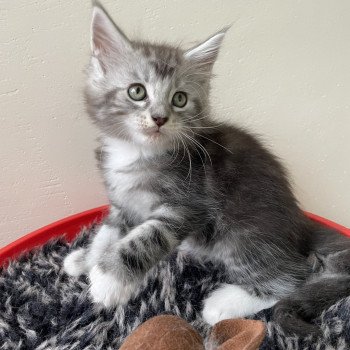 chaton Maine coon black silver blotched tabby Winston des baemos coons Chatterie des baemos coons