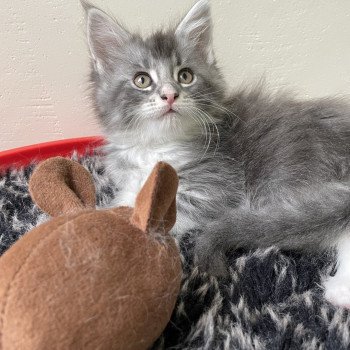 chaton Maine coon blue silver tabby & blanc Velours des baemos coons Chatterie des baemos coons