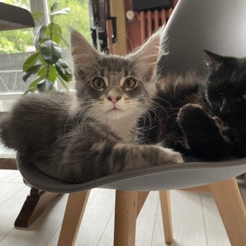 chaton Maine coon blue silver tabby & blanc Velours des baemos coons Chatterie des baemos coons chaton Maine coon blue silver tabby & blanc Velours des baemos coons Chatterie des baemos coons