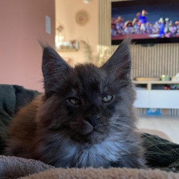 chaton Maine coon black smoke Aslan Chatterie des baemos coons chaton Maine coon black smoke Aslan Chatterie des baemos coons