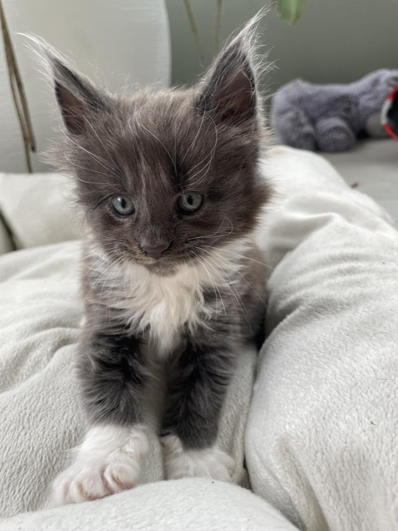 Blue Des Baemos coons Mâle Maine coon