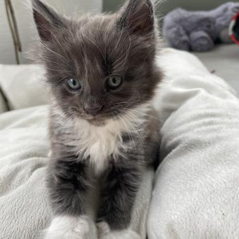 chaton Maine coon blue bicolor Blue Chatterie des baemos coons