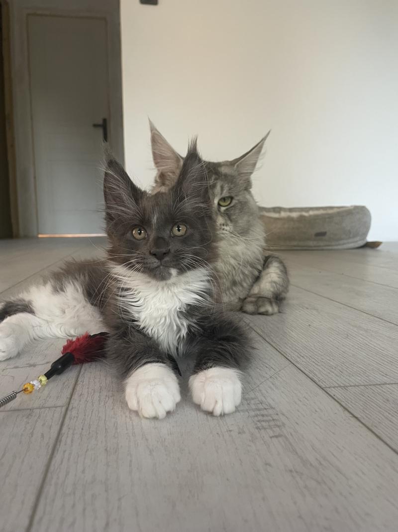 Blue Des Baemos coons Mâle Maine coon