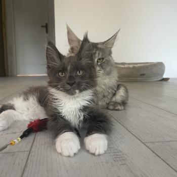 chaton Maine coon blue bicolor Blue Chatterie des baemos coons