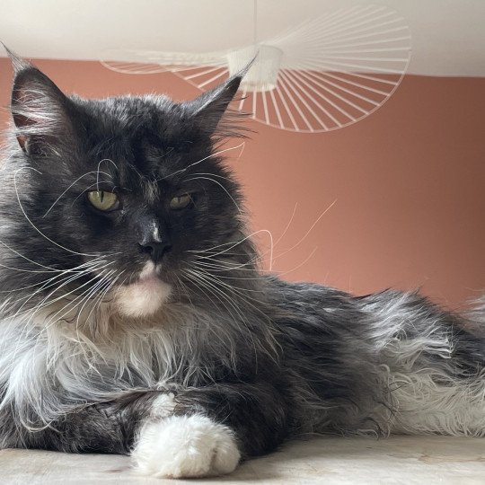 U'Hurricane DU DEMON D'OR Mâle Maine coon